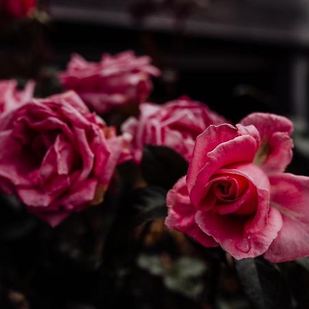 Bicheno Gardensヴィラ エクステリア 写真