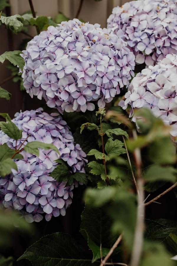 Bicheno Gardensヴィラ エクステリア 写真