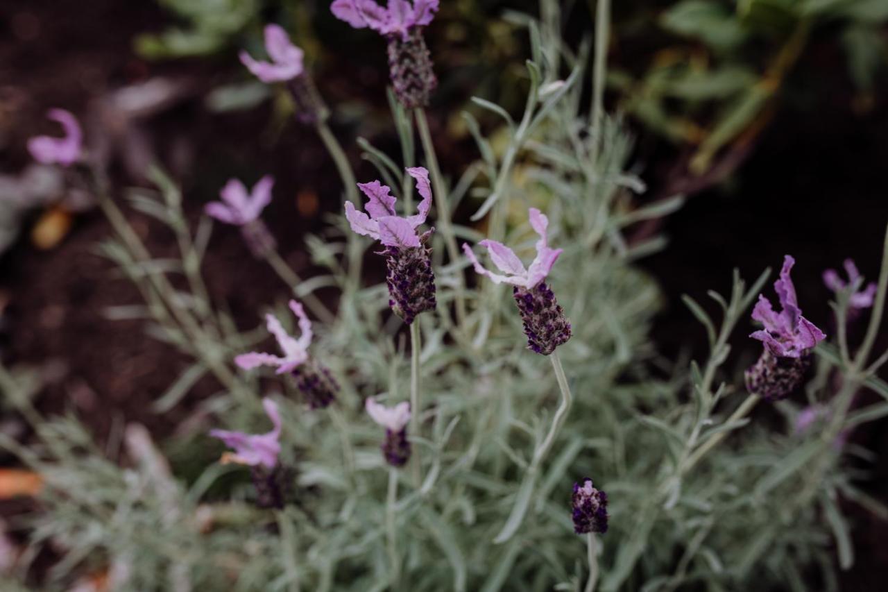 Bicheno Gardensヴィラ エクステリア 写真