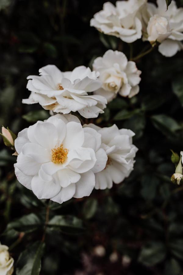 Bicheno Gardensヴィラ エクステリア 写真