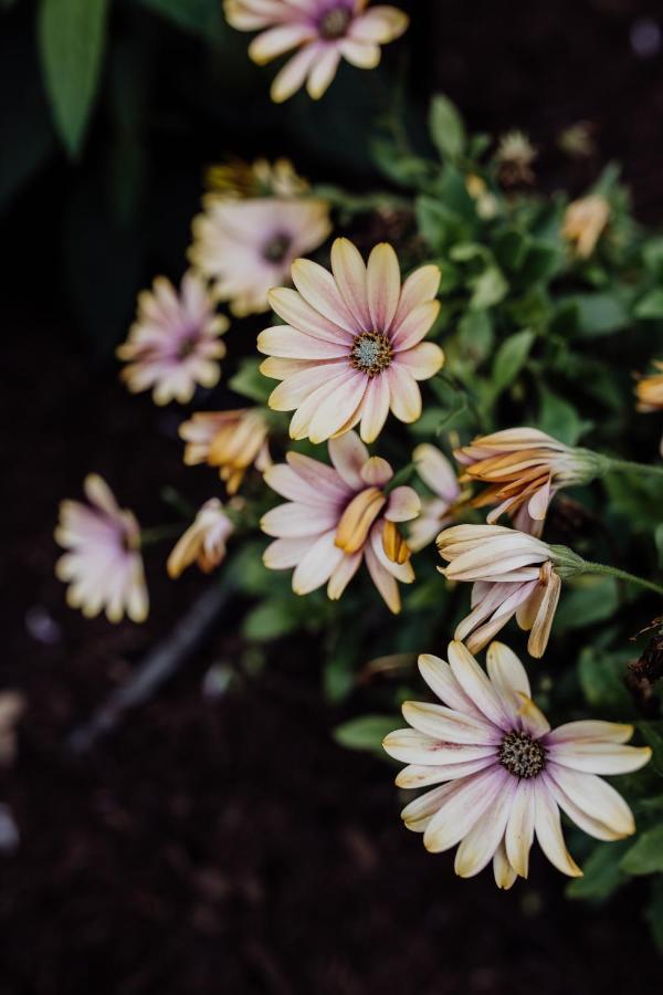 Bicheno Gardensヴィラ エクステリア 写真