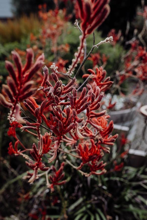 Bicheno Gardensヴィラ エクステリア 写真